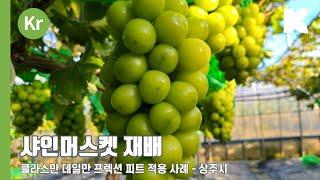 클라스만 데일만 상주 샤인머스켓 프렉션 농법