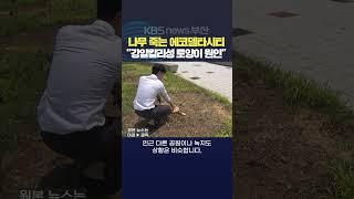 2024.06.13김영록기자 부산강서구 에코델타시티 친환경친수도시 나무고사 강알칼리성토양 나무교체 한국수자원공사