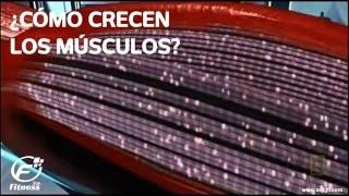 ¿Cómo crecen los músculos?