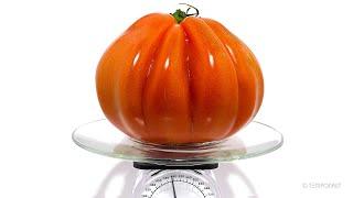 Tomato Rotting on Scale Time-lapse