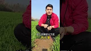 小麦播种之后20天之后，这一次管理非常重要，一定要这样操作小麦种植管理技术 小麦种植 小麦防病增产