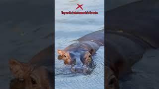 Biology Quiz 52: The Hippos