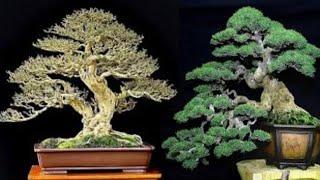 50 Inspirasi Gaya Bonsai Twin Trunk Terbaik