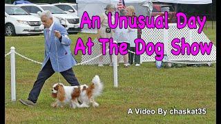 An Unusual Day At The Dog Show