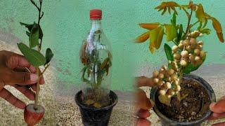 How to grow Longan by cutting onion branches, roots