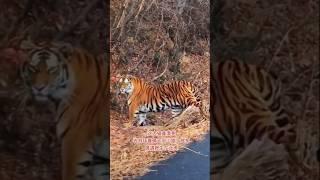 Huge siberian tigress in China #wildlife #siberiantiger #wildtiger #animals #tigress #tiger #tigers