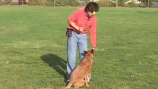 Shaping Dog Tricks: Somersaults | drsophiayin.com