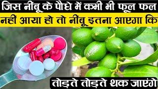 इस जादुई दवाई से नींबू फल फूल से भर जाएगा | Best Fertilizer For Lemon Plant | Lemon Plant Fertilizer