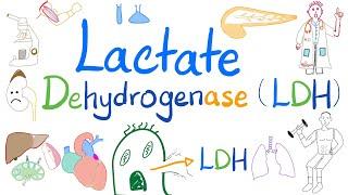 Lactate Dehydrogenase (LDH) - Organ Damage - Biochemistry, Labs, Clinical significance