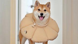 A SHIBA INU FLOWER