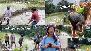 #dailyvlog || final ropai (paddy )last ma k vayo ramilo voyo 🫰