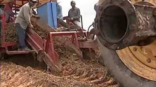 The Sweet Truth about Sweet Potato Production in Louisiana