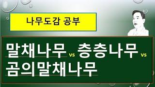 말채나무 vs 곰의말채나무 vs 층층나무 : 무엇이 다를까?