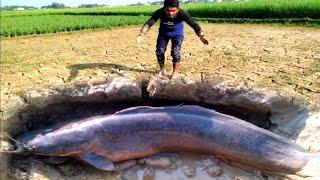 Awesome & Amazing Hand Fishing Video2024/Underground Monster catfish Catching #fishing #catfishfish