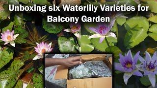 6 types of super beautiful water lily, many flowers, easy to grow in balcony | Waterlily Unboxing