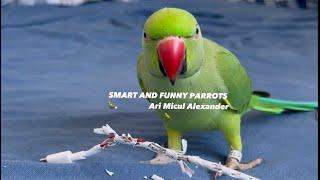 SMART AND FUNNY PARROTS