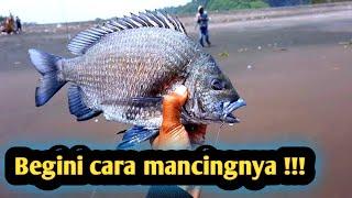 Mancing ikan bekukon di pantai pakai rangkaian engkel