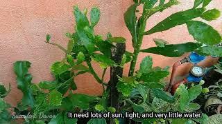 #503 Brasiliopuntia Plant Care.... Cactus Plant Tree... Succulent Davao