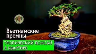 Вьетнамские премны / тропический бонсай в квартире  @Studio.Bonsai