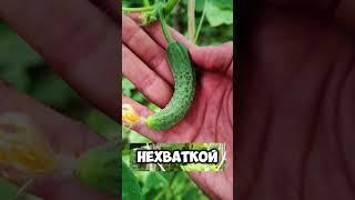 Интересные идеи для сада