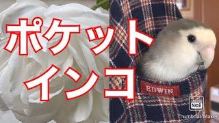 ココに入っちゃうの?!ポケットインコ