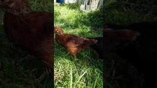 3 months old Rhode Island Red and Black Sex Link Hens