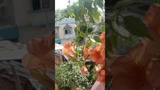 #Pooja R l Trumpet best Flowering#plant for outdoor#walls.....