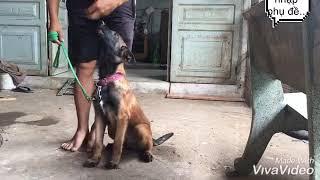 Cách dạy chó Malinois từ nhỏ của trại chó Phú Quý