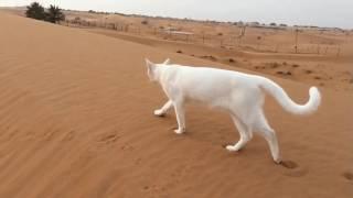 How Cat Leaves Footprints 