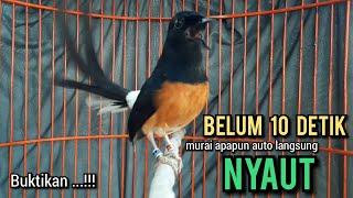 murai batu gacor AMPUH buat PANCINGAN murai batu agar bunyi jadikan burung murai gacor NYAUT EMOSI