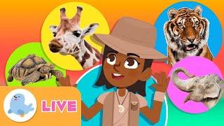  LIVE  ANIMALI per bambini  Video educativi per bambini