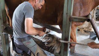 Farrier trims the hooves of a Belgian draft horse