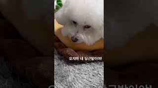 당근밭에서 일하다 뻗은 강아지 #비숑프리제 #비숑브이로그 #강아지일상 #강아지