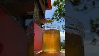 Flow Hive honey harvest 