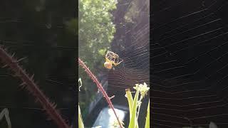 Spider VS Wasp