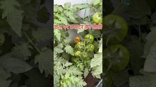 Grow Tomato at home घर पर टमाटर उगायें।#shorts #ytshorts #garden