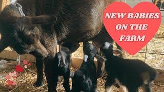 MY NIGERIAN DWARF DOE GIVES BIRTH TO TRIPLETS! (FULL GOAT BIRTH + what's in my kidding kit)