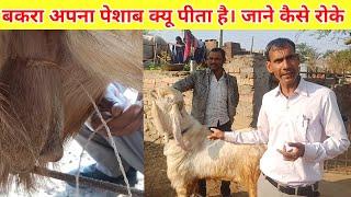 बकरा अपना पेसाब क्यू पीता है जाने कैसे रोके उपाय Dr sukhant Chawla se.