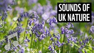 UK Nature Sounds | Bird Song in the Forest | Mediation Sounds | WWF