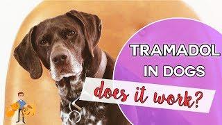 Tramadol: an effective pain killer for pets?