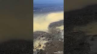 В Томари Морская вода стала желтой