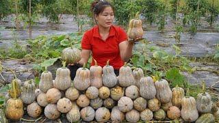 Harvesting pumpkins for sale at the market - my home farm after 150 days