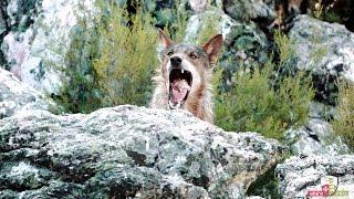 Lobos en la Sierra de la Culebra a cámara super lenta