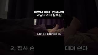 본인만의 루틴이 있는 고양이 #루틴 #고양이 #코리안쇼트헤어 #이남탄