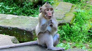 O.M.G! Jonna monkey is hungry cry!ng beg call mother Jane coming feeding.