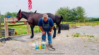 Do you need a good cheap fly spray for your mules or horses???? WATCH THIS!! #037