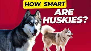 HOW SMART ARE HUSKIES? Everything We Know About Their Intelligence