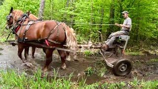 HAULING LOGS through Wet Spots in the Woods!! // Checking on Lady's Pregnancy #639