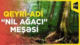 Minillik ağacların məskəni – qeyri-adi “nil ağacı” meşəsi