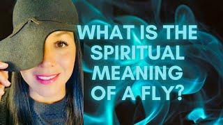 SoulSeries #1: What is the spiritual meaning of the fly  The Spy on the wall